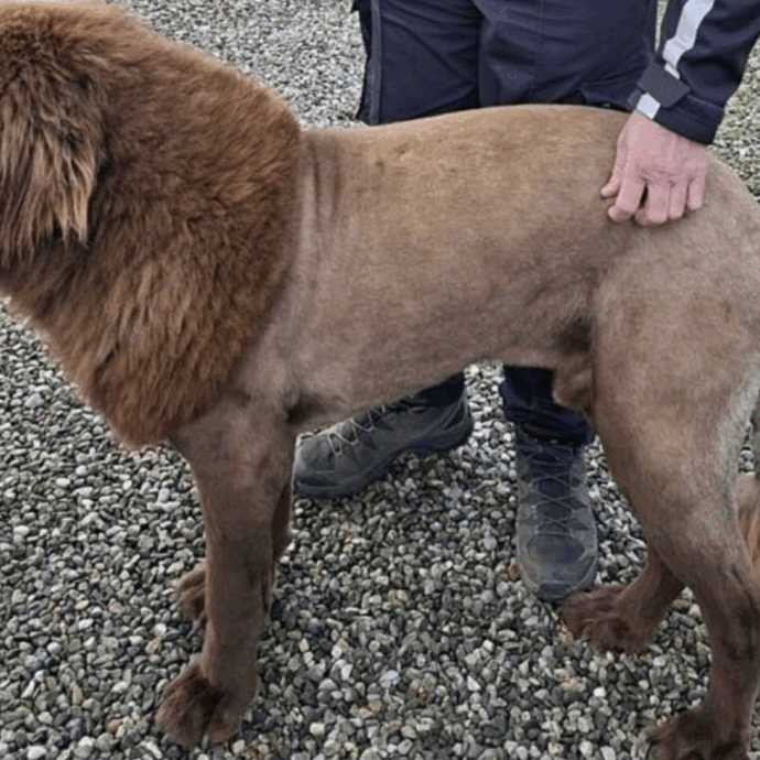 “C’è una creatura simile a un leone che si aggira nei boschi”: dopo le ricerche e i video in rete, si scopre tutta la verità