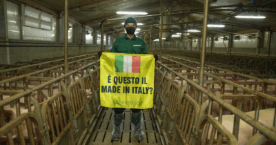 Copertina di Carcasse abbandonate, ratti e maiali feriti: Greenpeace svela cosa accade all’interno di uno dei principali allevamenti intensivi italiani – Video