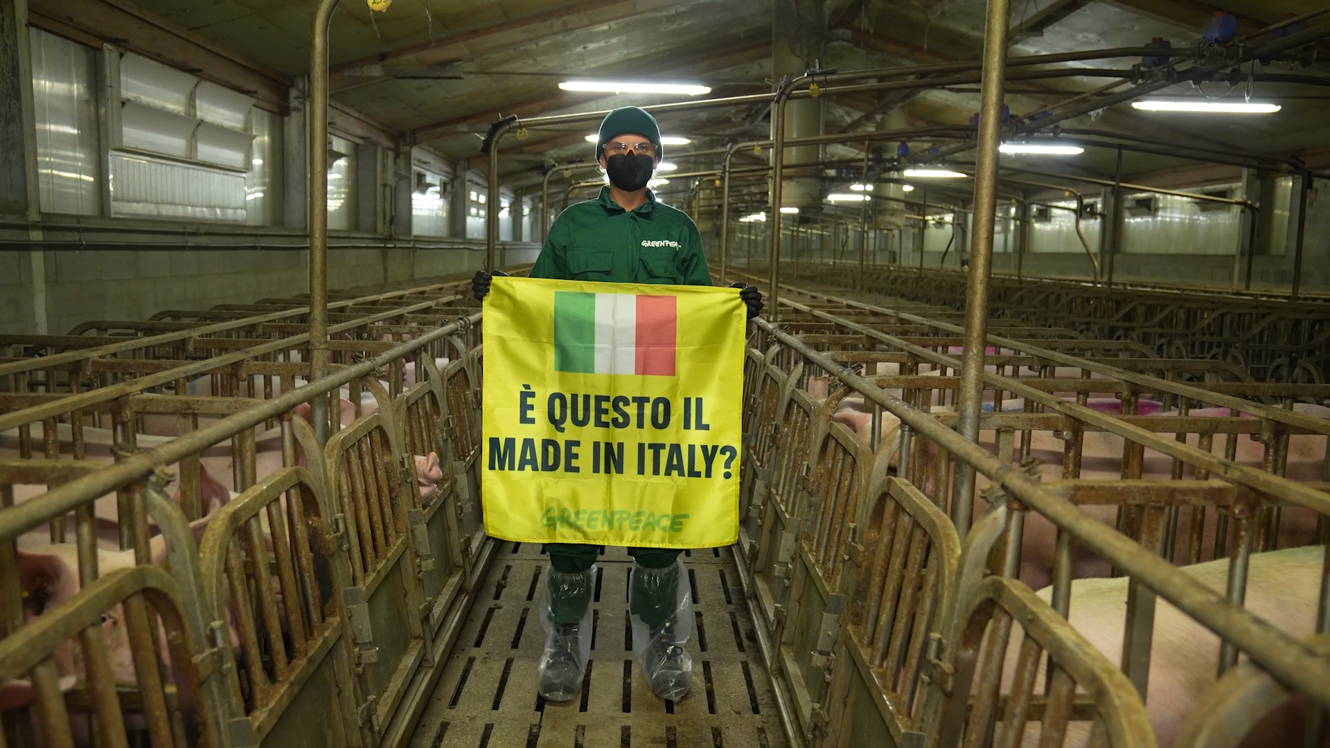 carcasse abbandonate ratti e maiali feriti greenpeace svela cosa accade all8217interno di uno dei principali allevamenti intensivi italiani 8211 video da Ilfattoquotidiano.it carcasse abbandonate ratti e maiali feriti greenpeace svela cosa accade all8217interno di uno dei principali allevamenti intensivi italiani 8211 video