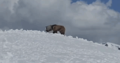 Copertina di “Sarebbe morto se non fossero intervenuti per salvarlo” : il dramma di Bahadur, l’orsetto rimasto intrappolato sul ghiacciaio dell’Himalaya con la testa in un contenitore di latta