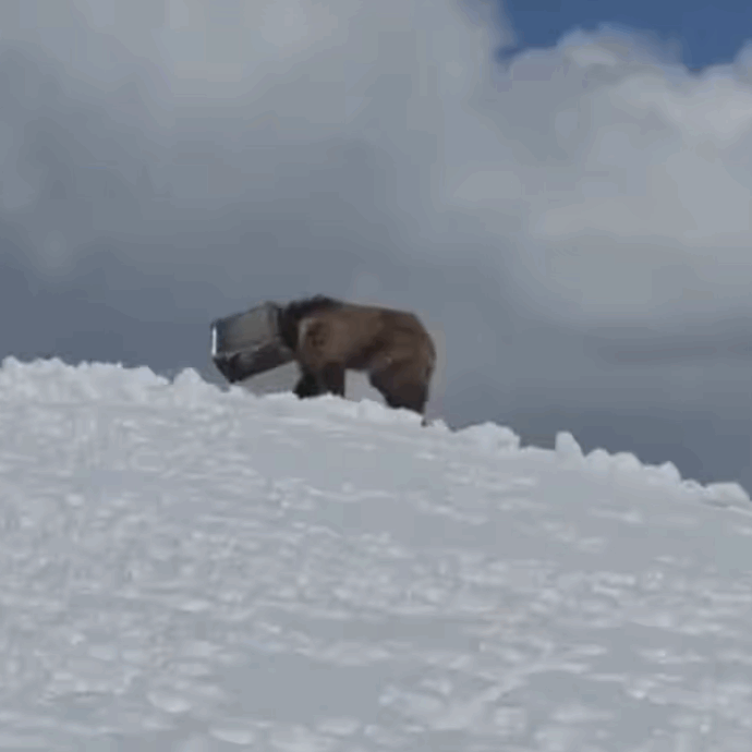 “Sarebbe morto se non fossero intervenuti per salvarlo” : il dramma di Bahadur, l’orsetto rimasto intrappolato sul ghiacciaio dell’Himalaya con la testa in un contenitore di latta