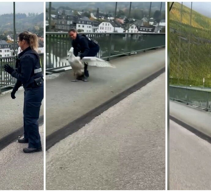 La poliziotta ‘arresta’ il cigno: lui si dimena, lei lo blocca (ma è per una buona causa) – Video