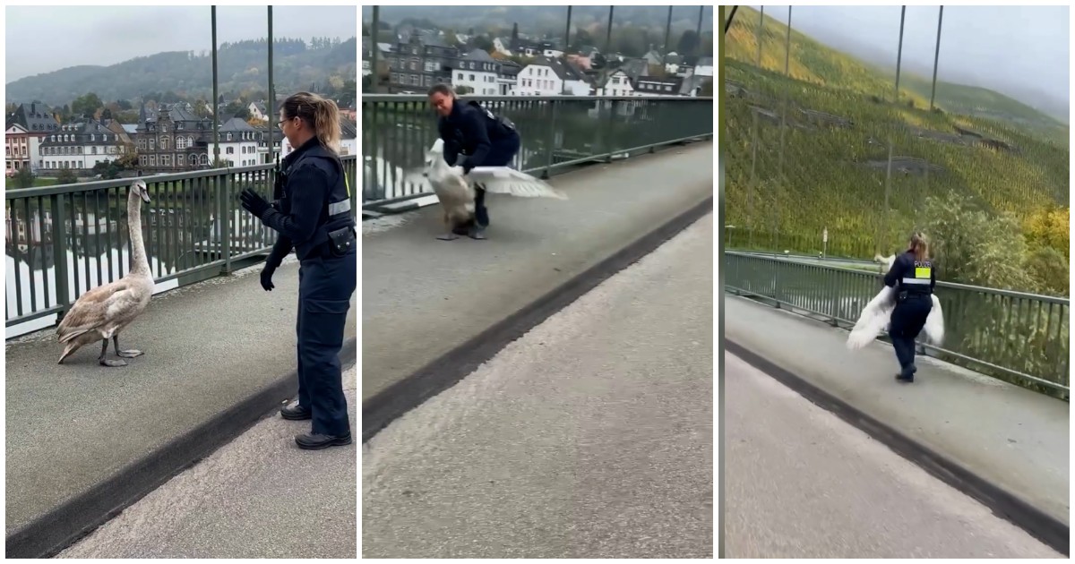 la poliziotta 8216arresta8217 il cigno lui si dimena lei lo blocca ma 232 per una buona causa 8211 video da Ilfattoquotidiano.it la poliziotta 8216arresta8217 il cigno lui si dimena lei lo blocca ma 232 per una buona causa 8211 video