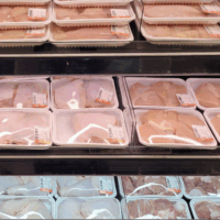 polli essere animali