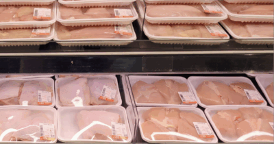 polli essere animali