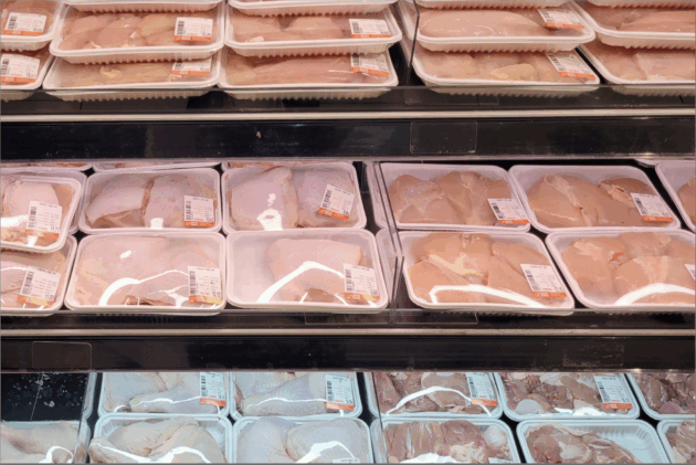 polli essere animali