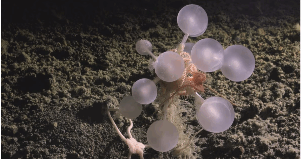 “È incredibilmente vorace e intrappola le sue prede con degli uncini”: scoperta la “palla della morte”, una spugna carnivora mai avvistata prima