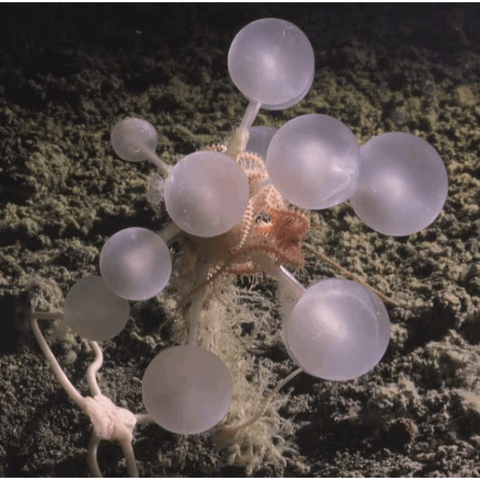 “È incredibilmente vorace e intrappola le sue prede con degli uncini”: scoperta la “palla della morte”, una spugna carnivora mai avvistata prima