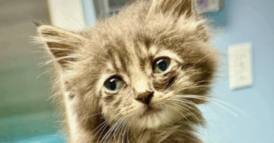 Copertina di “Ho visto quel gattino davanti a me in autostrada con le zampine alzate, l’ho ignorato ma poi mi sono sentito a disagio. Mi è passato sotto l’auto, poi mi sono fermato”: la storia di Liah e Cliff