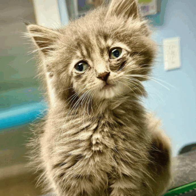 “Ho visto quel gattino davanti a me in autostrada con le zampine alzate, l’ho ignorato ma poi mi sono sentito a disagio. Mi è passato sotto l’auto, poi mi sono fermato”: la storia di Liah e Cliff