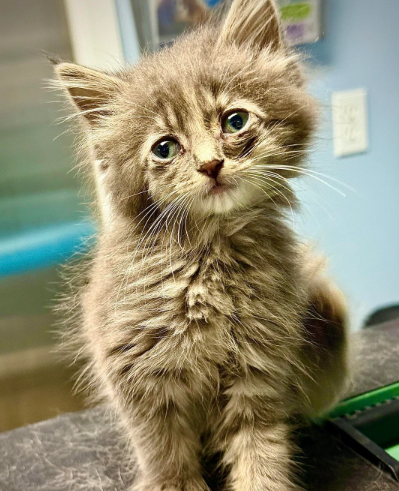 “Ho visto quel gattino davanti a me in autostrada con le zampine alzate, l’ho ignorato ma poi mi sono sentito a disagio. Mi è passato sotto l’auto, poi mi sono fermato”: la storia di Liah e Cliff