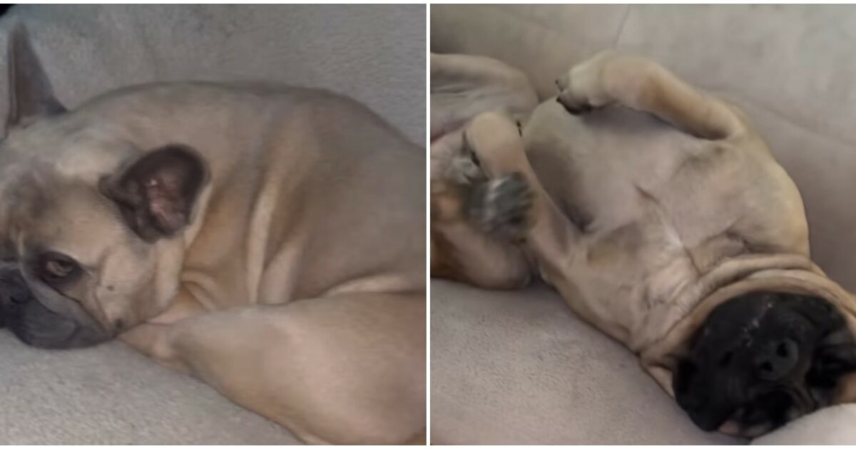 200 come un bambino piccolo intrappolato in un corpo da 108 chili il mastino pooh bear fa impazzire il web con l8217amico bulldog francese yogi