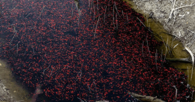 Copertina di “Immettere animali in un ambiente non consono porta a un finale tragico e scontato”: migliaia di pesci rossi stanno morendo per mancanza di ossigeno nelle acque del lago di Loppio