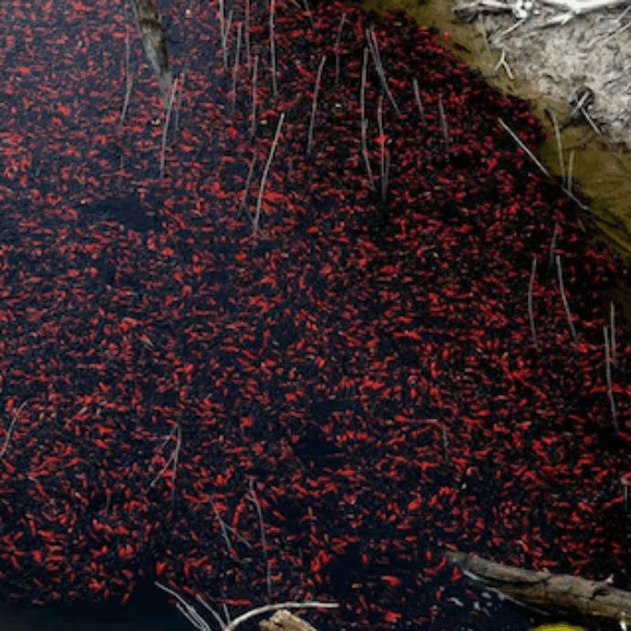 “Immettere animali in un ambiente non consono porta a un finale tragico e scontato”: migliaia di pesci rossi stanno morendo per mancanza di ossigeno nelle acque del lago di Loppio