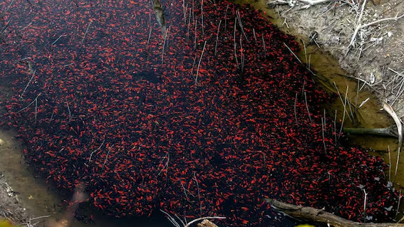 “Immettere animali in un ambiente non consono porta a un finale tragico e scontato”: migliaia di pesci rossi stanno morendo per mancanza di ossigeno nelle acque del lago di Loppio