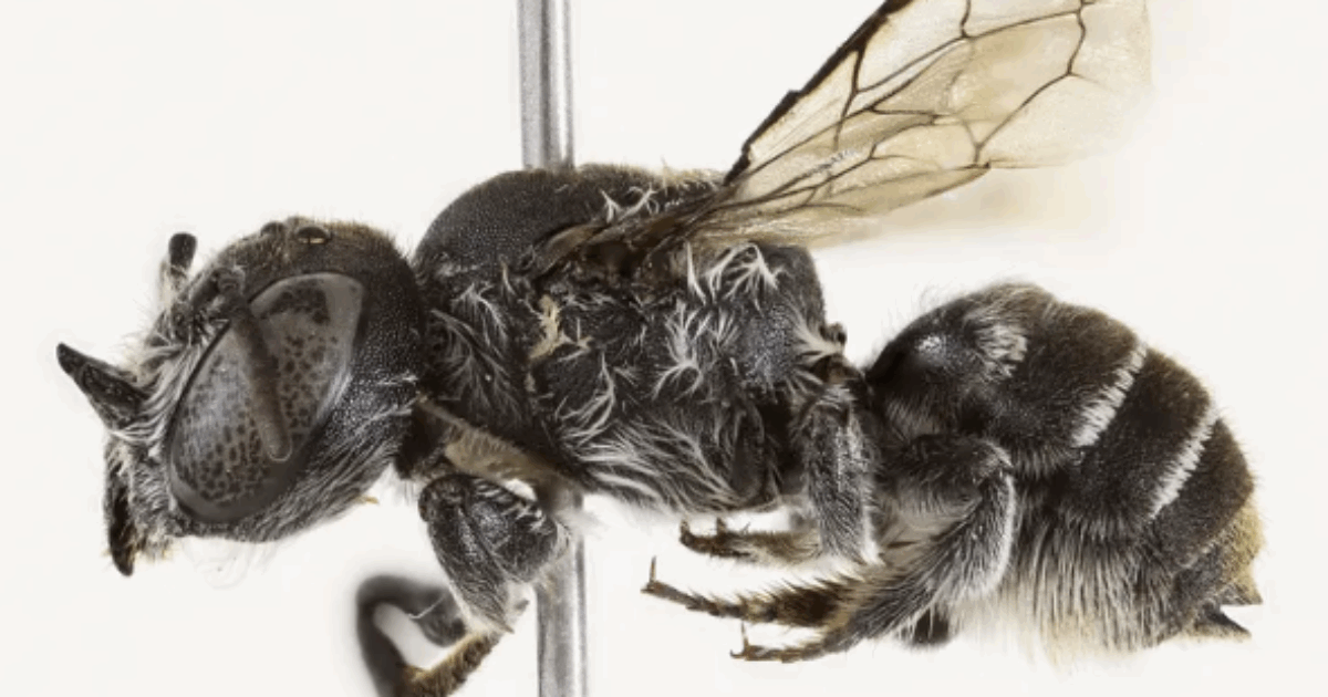 “Quando ho scoperto quest’ape con le corna sul viso stavo guardando la serie Lucifer, così le ho dato il nome. Ora dobbiamo proteggerla”: parla la biologa che ha identificato la Megachile Lucifer