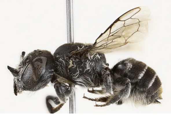 “Quando ho scoperto quest’ape con le corna sul viso stavo guardando la serie Lucifer, così le ho dato il nome. Ora dobbiamo proteggerla”: parla la biologa che ha identificato la Megachile Lucifer