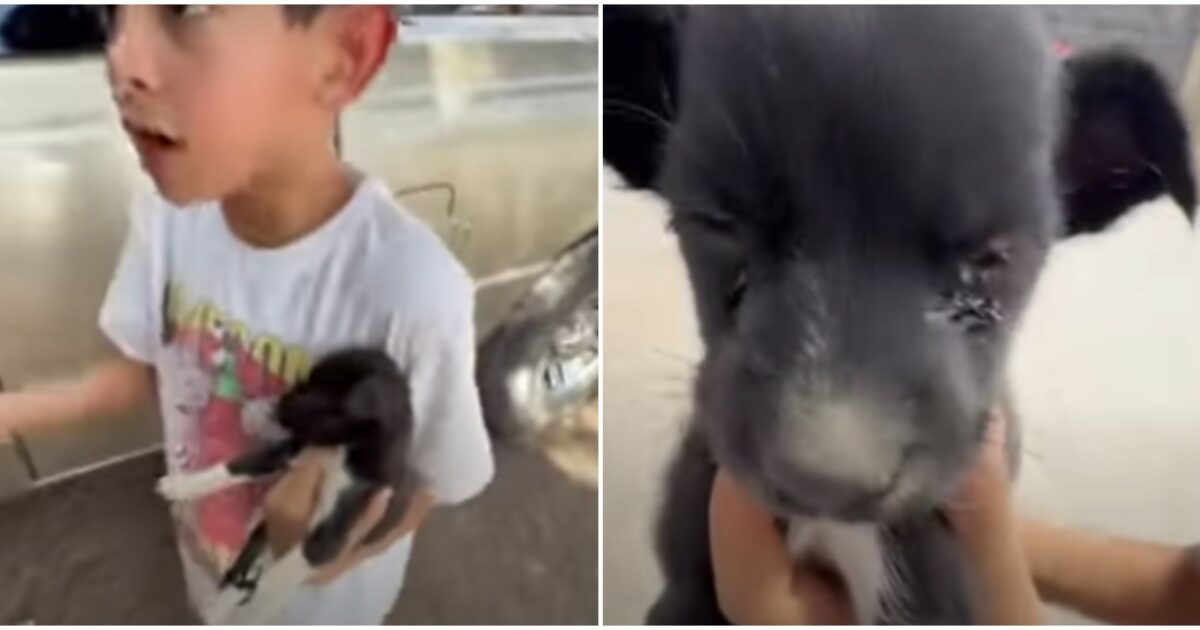 “Mamma, non essere così! Non la possiamo lasciare in strada”: trovano una cagnolina per strada, la reazione del bimbo diventa virale