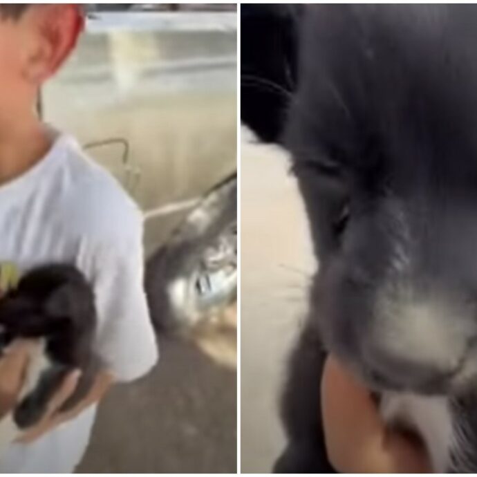 “Mamma, non essere così! Non la possiamo lasciare in strada”: trovano una cagnolina per strada, la reazione del bimbo diventa virale