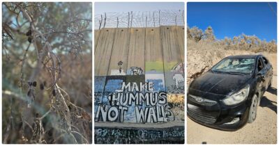 Copertina di La raccolta delle olive in Cisgiordania è una festa ma la nostra è durata poco: subiamo due attacchi dai coloni