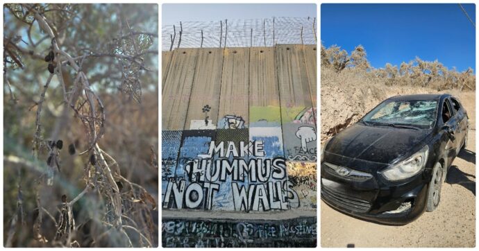 La raccolta delle olive in Cisgiordania è una festa ma la nostra è durata poco: subiamo due attacchi dai coloni