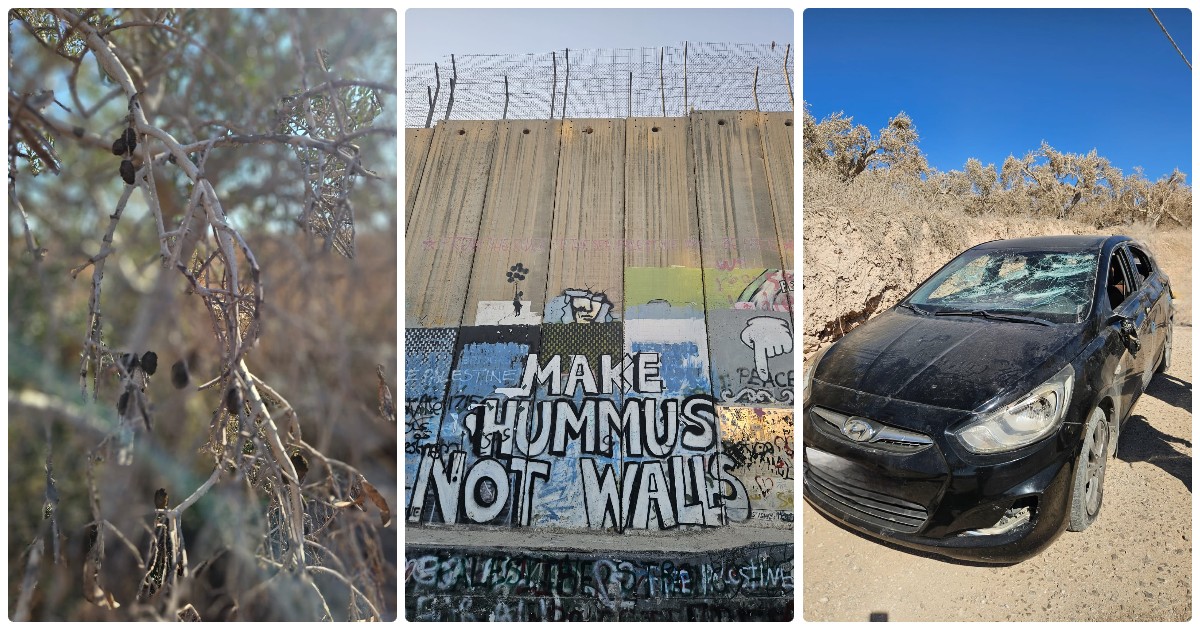 La raccolta delle olive in Cisgiordania è una festa ma la nostra è durata poco: subiamo due attacchi dai coloni La raccolta delle olive in Cisgiordania è una festa ma la nostra è durata poco: subiamo due attacchi dai coloni