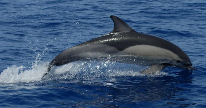 “Mimmo” il Delfino ora è libero: guidato al largo dalle autorità