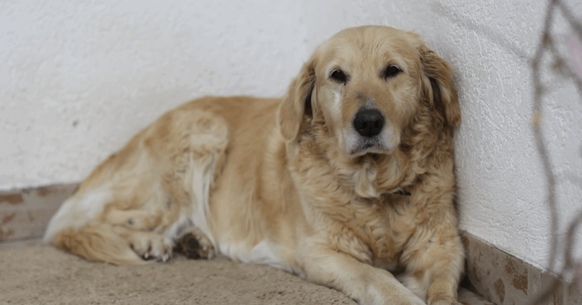 “Ho deciso di sopprimere il mio cane di 12 anni dopo che ha morso mio figlio sul viso. È terribile, ho il cuore a pezzi, ma non è più sicuro averlo accanto ai miei figli”: il post su TikTok diventa virale “Ho deciso di sopprimere il mio cane di 12 anni dopo che ha morso mio figlio sul viso. È terribile, ho il cuore a pezzi, ma non è più sicuro averlo accanto ai miei figli”: il post su TikTok diventa virale