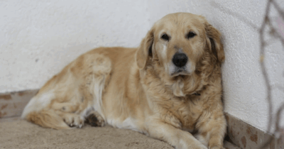 Copertina di “Ho deciso di sopprimere il mio cane di 12 anni dopo che ha morso mio figlio sul viso. È terribile, ho il cuore a pezzi, ma non è più sicuro averlo accanto ai miei figli”: il post su TikTok diventa virale