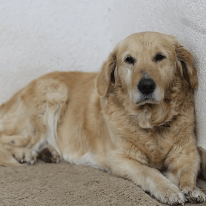 “Ho deciso di sopprimere il mio cane di 12 anni dopo che ha morso mio figlio sul viso. È terribile, ho il cuore a pezzi, ma non è più sicuro averlo accanto ai miei figli”: il post su TikTok diventa virale