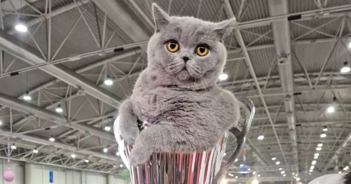 La micia Mila è il gatto più bello d’Italia: a un anno ha già vinto 14 premi e si è aggiudicata il SuperCat Show 2025