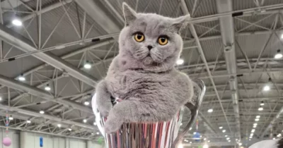 Copertina di La micia Mila è il gatto più bello d’Italia: a un anno ha già vinto 14 premi e si è aggiudicata il SuperCat Show 2025