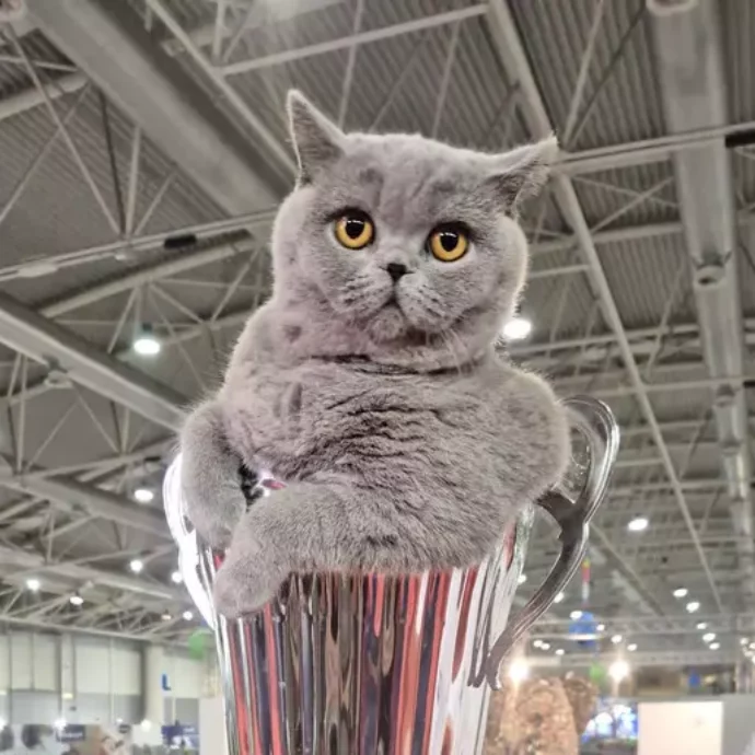 La micia Mila è il gatto più bello d’Italia: a un anno ha già vinto 14 premi e si è aggiudicata il SuperCat Show 2025