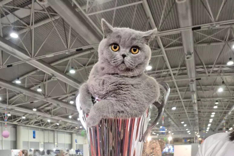 La micia Mila è il gatto più bello d’Italia: a un anno ha già vinto 14 premi e si è aggiudicata il SuperCat Show 2025 La micia Mila è il gatto più bello d’Italia: a un anno ha già vinto 14 premi e si è aggiudicata il SuperCat Show 2025