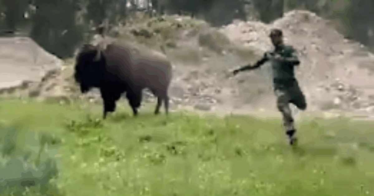 “Benvenuti tra gli idioti”: turista si avvicina per dare da mangiare ad un bisonte, l’animale si infuria e lo carica. Il testimone: “Credeva di essere allo zoo”