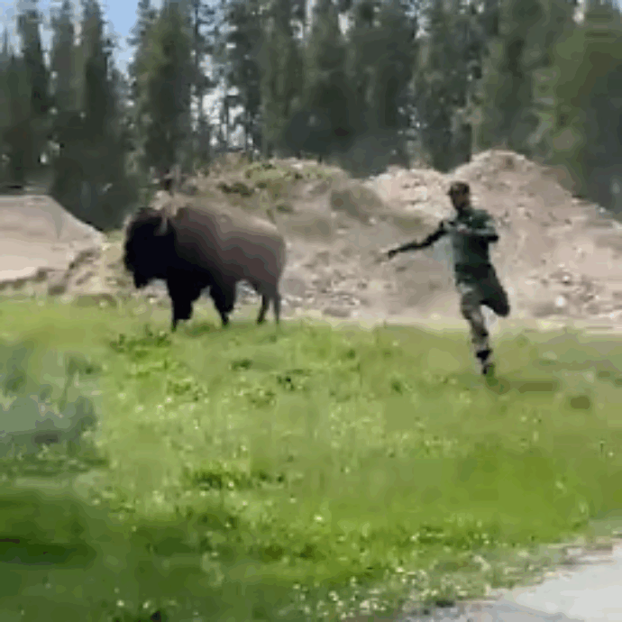 “Benvenuti tra gli idioti”: turista si avvicina per dare da mangiare ad un bisonte, l’animale si infuria e lo carica. Il testimone: “Credeva di essere allo zoo”