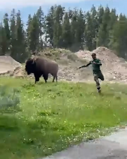 “Benvenuti tra gli idioti”: turista si avvicina per dare da mangiare ad un bisonte, l’animale si infuria e lo carica. Il testimone: “Credeva di essere allo zoo” “Benvenuti tra gli idioti”: turista si avvicina per dare da mangiare ad un bisonte, l’animale si infuria e lo carica. Il testimone: “Credeva di essere allo zoo”