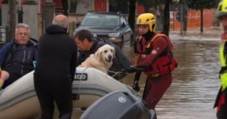 Copertina di Nubifragio nel Goriziano, il video dei vigili del fuoco che mettono in salvo i cani dagli allagamenti