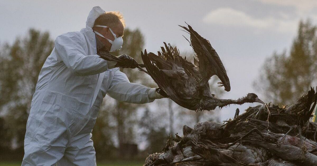 Influenza aviaria, Usa: primo contagio umano negli ultimi 9 mesi. Spagna, divieto di allevamenti all’aperto Influenza aviaria, Usa: primo contagio umano negli ultimi 9 mesi. Spagna, divieto di allevamenti all’aperto