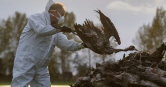 Influenza aviaria, Usa: primo contagio umano negli ultimi 9 mesi. Spagna, divieto di allevamenti all’aperto