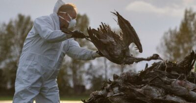 Copertina di FluWarning, il sistema sentinella per riconoscere i virus a rischio spillover