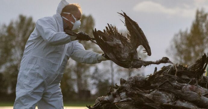 Influenza aviaria, Usa: primo contagio umano negli ultimi 9 mesi. Spagna, divieto di allevamenti all’aperto