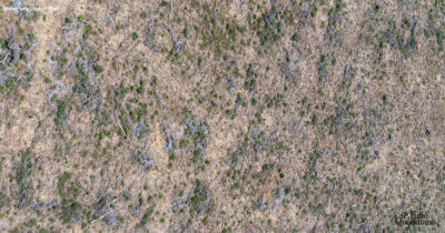 In morte di una foresta. Così l’esportazione del tannino sta distruggendo l’ecosistema del Chaco argentino