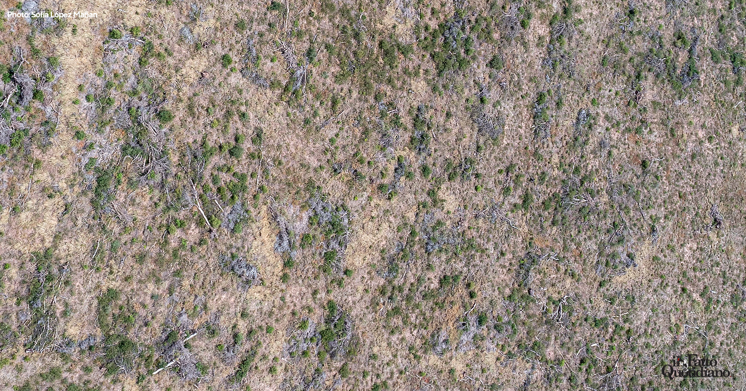 In morte di una foresta. Così l’esportazione del tannino sta distruggendo l’ecosistema del Chaco argentino