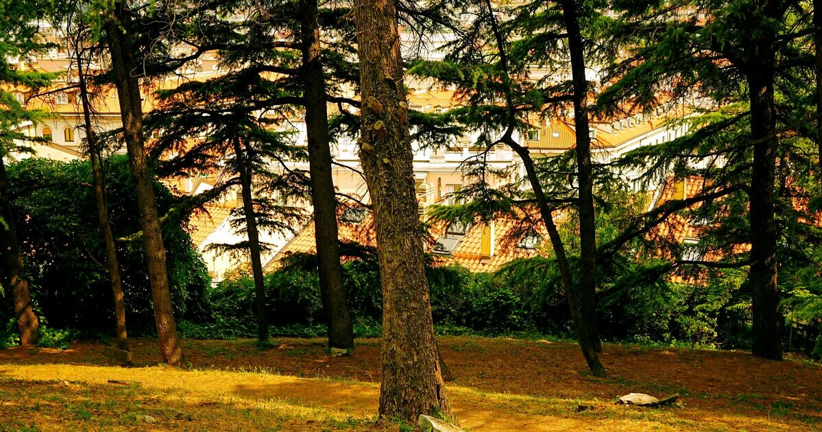 giornata nazionale degli alberi l8217esperto bencivenni sostituire e ripiantare in citt224 232 diventato un business fa male alle casse pubbliche e all8217ambiente