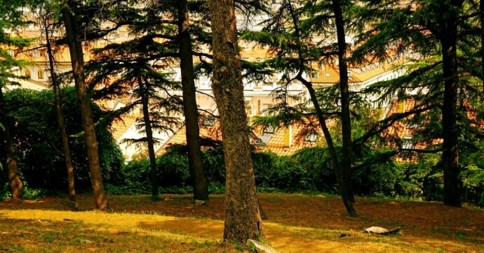 Giornata nazionale degli Alberi, l’esperto Bencivenni: “Sostituire e ripiantare in città è diventato un business: fa male alle casse pubbliche e all’ambiente”