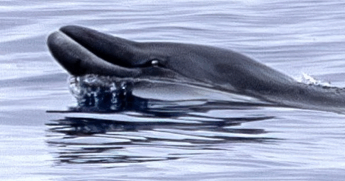 Dal campione prelevato sul dorso alla scoperta inaspettata: ecco come è stato avvistato per la prima volta il Mesoplodonte di Nishiwaki