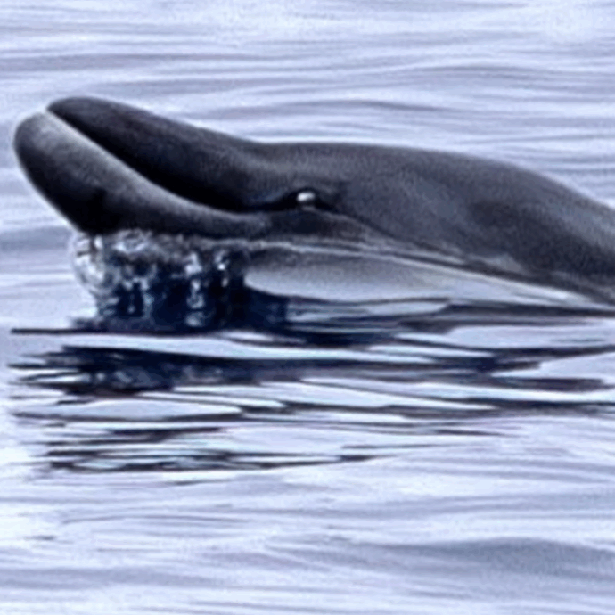 Dal campione prelevato sul dorso alla scoperta inaspettata: ecco come è stato avvistato per la prima volta il Mesoplodonte di Nishiwaki