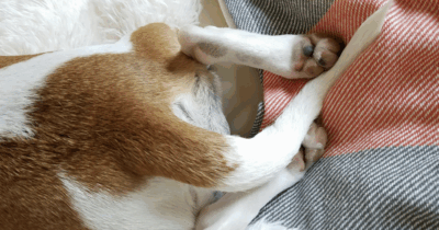 Copertina di Il cane Giorgio non sa che il suo padrone è morto e così ogni mattina raggiunge la piazza del paese e va al bar dove andavano insieme. Vi ricorda Hachiko? “La stessa sofferenza per un’assenza che non si spiegano”