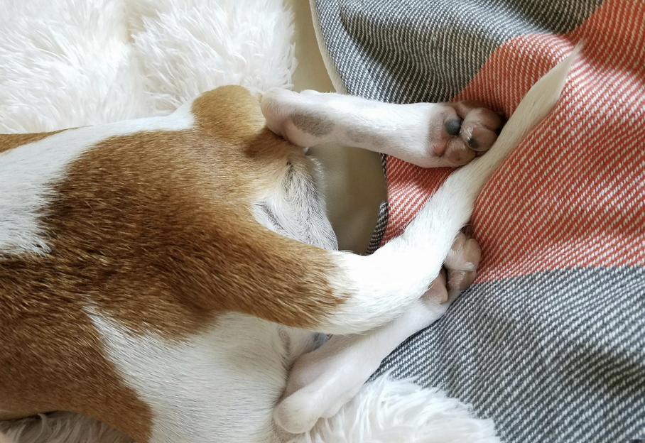 il cane giorgio non sa che il suo padrone 232 morto e cos236 ogni mattina raggiunge la piazza del paese e va al bar dove andavano insieme vi ricorda hachiko la stessa sofferenza per un8217assenza che non si spiegano